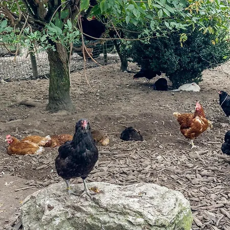 Schnyder Ranch * Ravensbourg